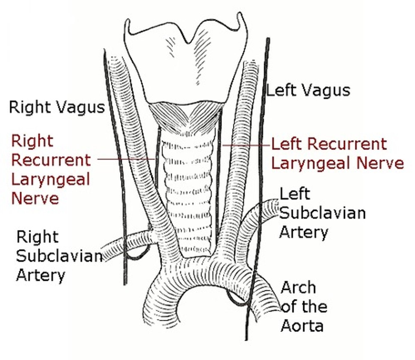 <p>These nerves supply <strong>parasympathetic</strong> innervation to the trachea</p><p>- Sensory, secretomotor (to the mucus membrane), and motor (to the trachealis) in function</p>