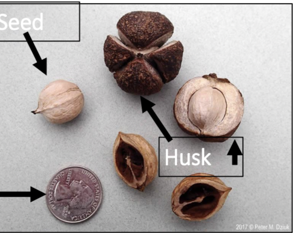 <p>nut nearly round, thick husk, dehiscent along 4 seams</p>