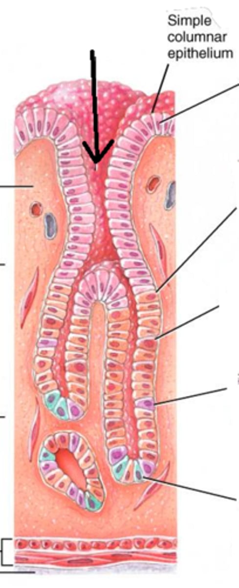<p>Depressions in the stomach lining that contain gastric glands.</p>
