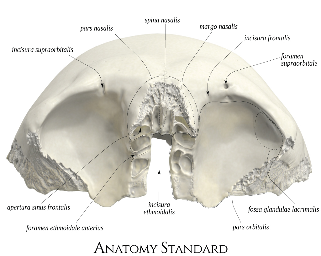 <p>Incisura ethmoidalis.</p>