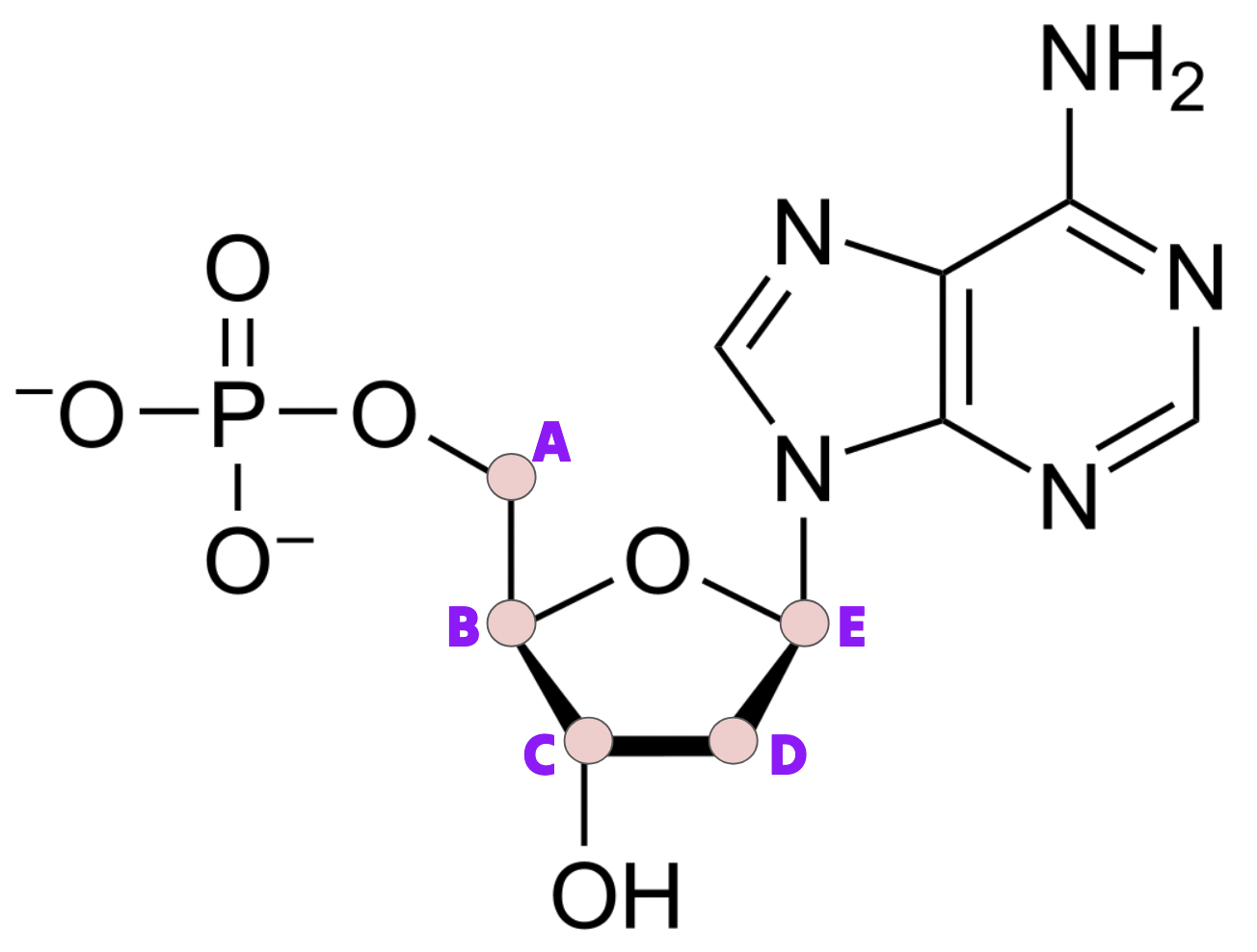 <p>Which letter corresponds with the 5’ carbon?</p>