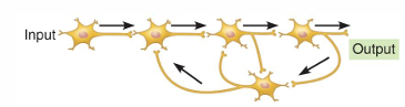 <p>One neuron receives feedback from another neuron in the same circuit</p>