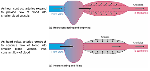 Specialized for two functions

\
→ Serve as **rapid-transit** **passageways** for blood from heart to organs

* Due to large radius, arteries offer little resistance to blood flow (thus higher blood flow)

  \

→ Act as **pressure reservoir/supply** to provide driving force for blood when heart is relaxing

* When heart is in diastole, elastic recoil of arteries continues to push blood forward

\
\
*Arteries as a Pressure Reservoir*

→ As heart contract, arteries **expand** to provide flow of blood into smaller blood vessels

→ As heart relax, arteries **contract** to continue flow of blood into smaller blood vessels thus constant flow of blood