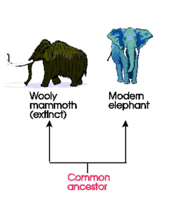 <p>Parallel evolution</p>