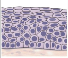 <p>what is this tissue</p>