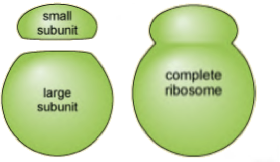 <ul><li><p>composed of 2 subunits</p></li><li><p>carry out protein synthesis</p></li><li><p>80S - found in cytoplasm</p></li><li><p>70S - found in chloroplasts &amp; mitochondria</p></li></ul><p></p>