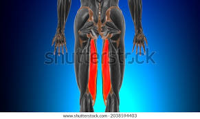 <p>Flexes leg at the knee and extends thigh at the hip; belongs to the hamstring group</p>