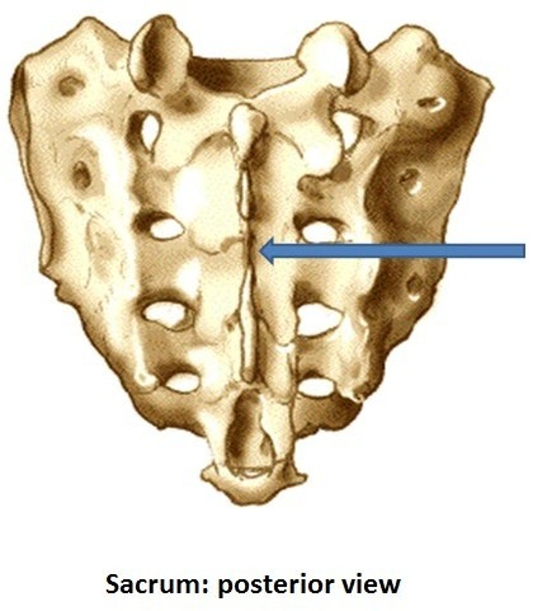<p>middle crest on the sacrum</p>