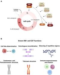 <p><strong><mark data-color="green" style="background-color: green; color: inherit;">"Gatekeeper" for the cell cycle, preventing entry from G1 → S</mark></strong></p><p><span><span>It does this by binding to and inactivating E2F transcription factors, which normally promote genes needed for DNA synthesis (S phase).</span></span></p>