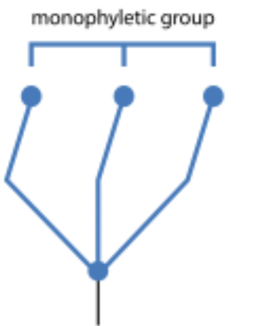 <p>monophyletic group</p>