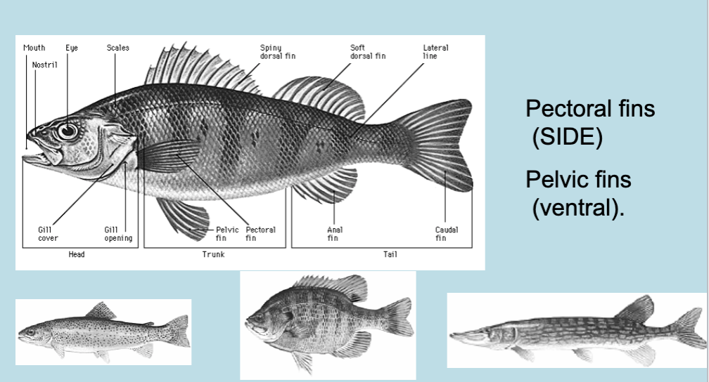 <ul><li><p>Most fish will have at least one dorsal fin on the back, a single anal fin and a single tail fin.</p></li></ul>