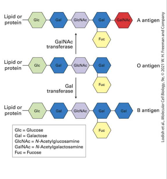 <p>the enzyme has specificity for the sugar N-galactose, generating the B antigen</p>