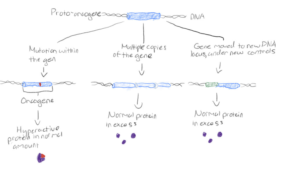 <p>When photo-oncogenes become oncogenes</p>