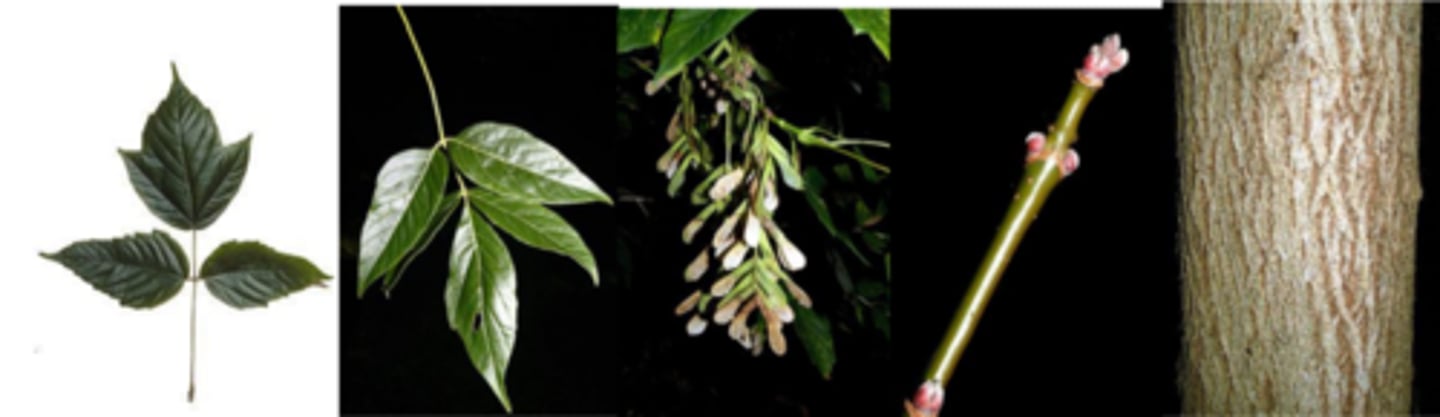 <p>Leaves: opposite; compound w/ 3-7 leaflets (all on same tree), reminiscent of elderberry; light, shiny green above, pale/pubescent beneath; margins coarsely lobed. Similar to poision ivy leaves.</p><p>Twigs: slender, light green colored turning purple/brown; can have glaucous bloom on young twigs; leaf scars completely encircle twigs. </p><p>Fruit: 1.5 in. winged samaras in pendulous clusters 6-8 in. long; often persist all winter. </p><p>Bark: looks similar on all trees (except very young/small trees). Tannish-brown w/ thin irregular ridges and shallow fissures. </p><p>Form/Silvics: Commonly found on wet sites along creeks/rivers. A riparian species that can become weedy in some circumstances. Shade tolerant. Very fast growing tree, can be brittle.</p>