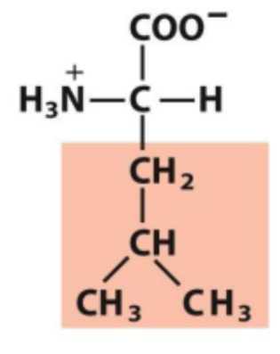 <p>Identify this amino acid</p>