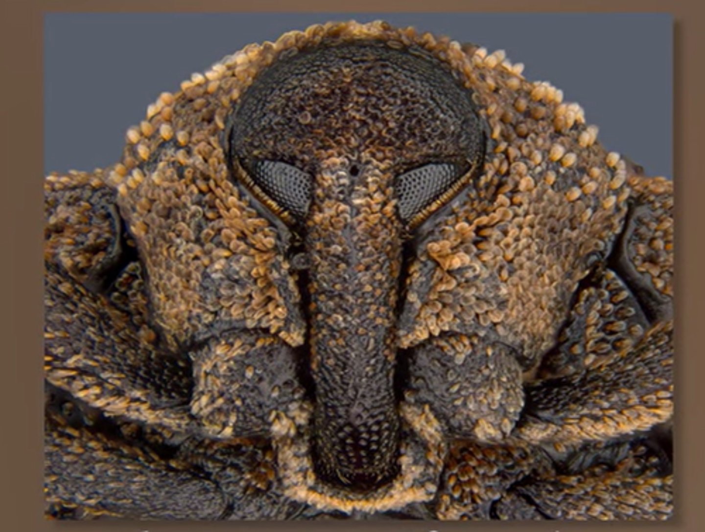 <p>Sternochetus</p>
