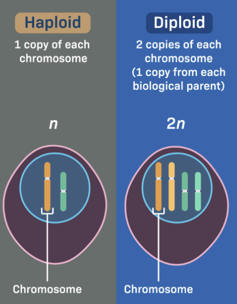 <p>Cells containing only a single set of chromosomes (n); half the genetic material of a diploid (2n) organism</p><p>Diploid cells have 2 sets (one from each parent)</p>