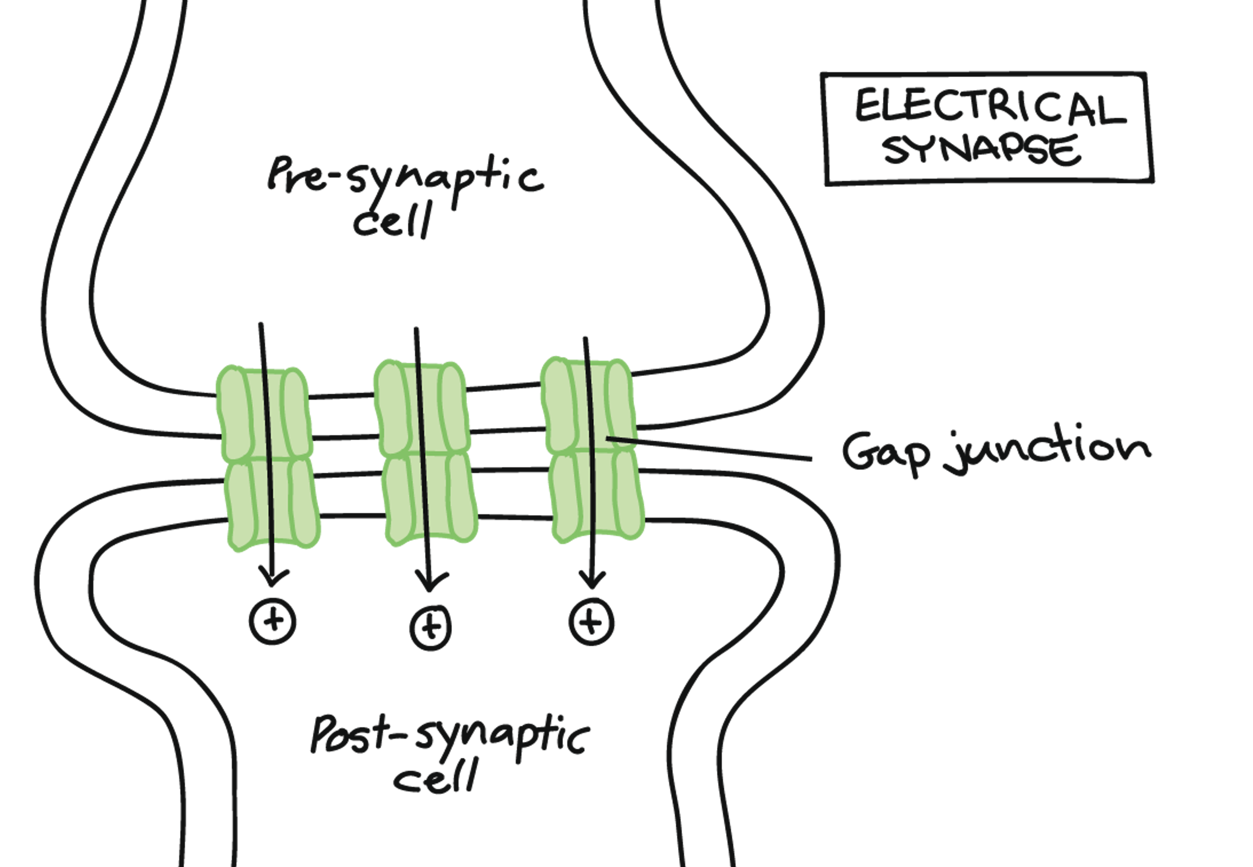 <p><span>specialized protein structure found in gap junctions</span></p>
