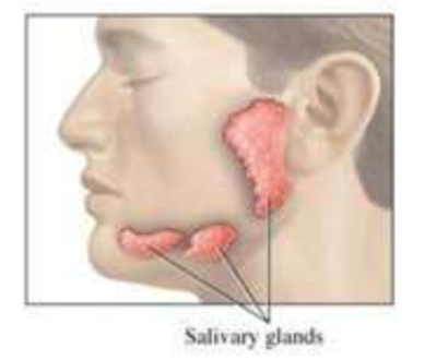 <p>(ENERGY / ATP / ENZYMES) <strong><u>ENZYMES:</u> Nature’s Catalysis for Life!</strong></p><ul><li><p>Where do enzymes work?</p></li></ul><p></p>