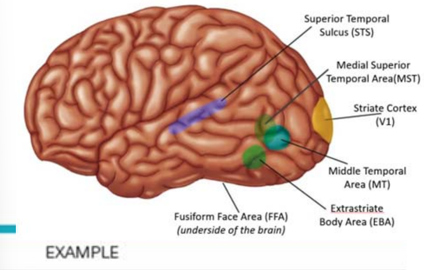<p>BRAIN REGIONS INVOLVED IN THE PERCEPTION OF MOTION</p>