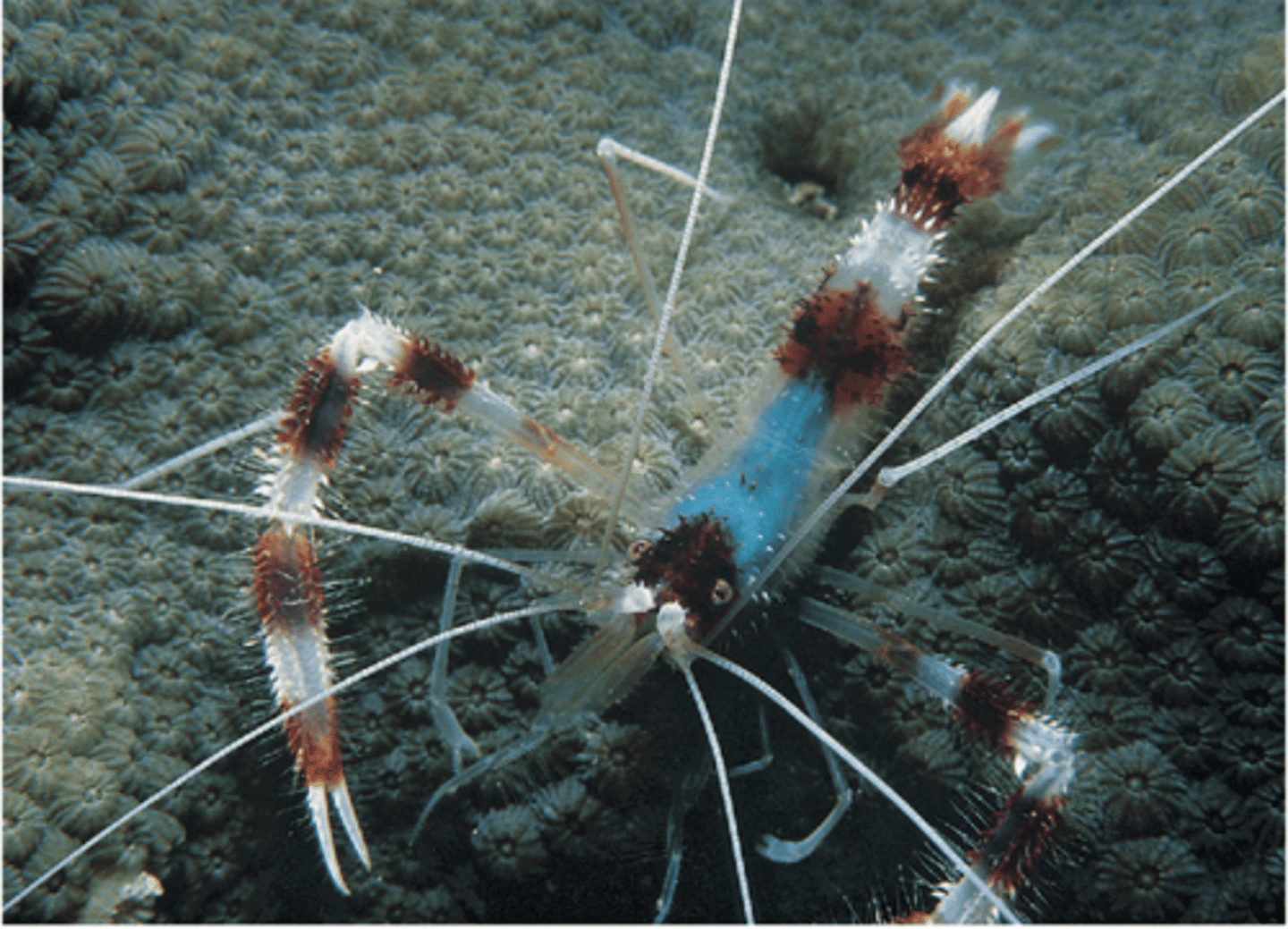 <p>Arthropoda is a _______ taxon that is part of the protostome clade Ecdysozoa</p>