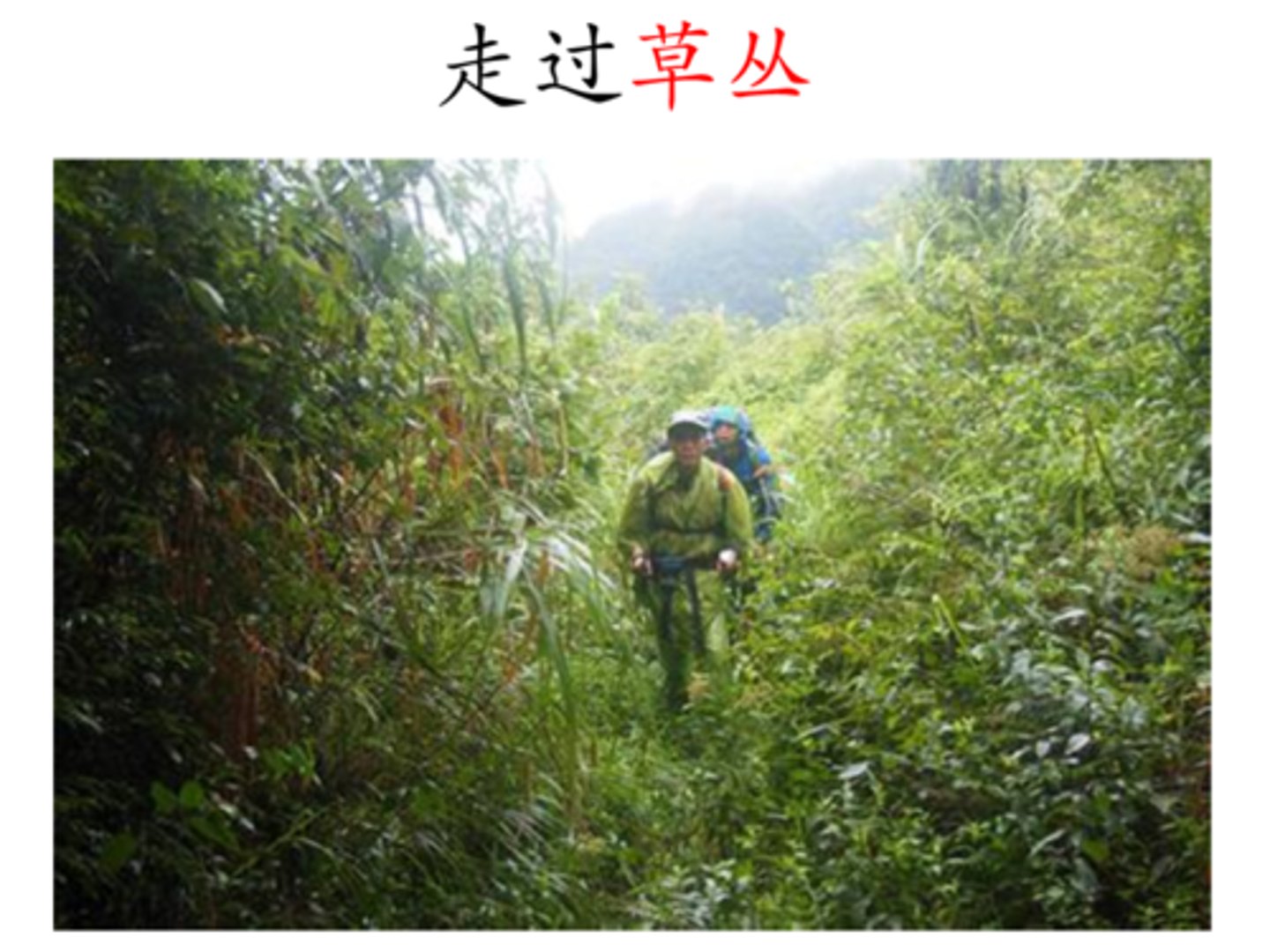 <p>in the bushes</p>