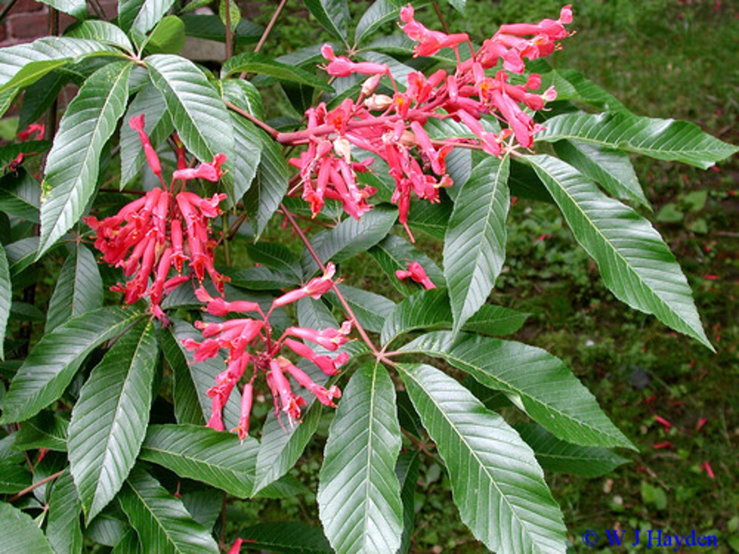 <p>-Cone-shaped flower cluster</p>