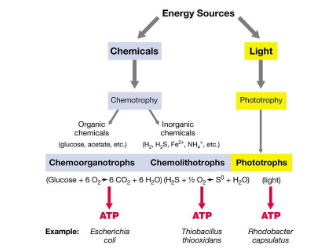 <p>The nature of the source of electrons feeding an electron transport chain (ETC) or generating reduced cofactors determines the type of energy tropism, such as phototrophy, lithotrophy, or organotrophy</p>