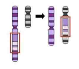 <p><span>This Image shows a Diagram of a _________ Mutation</span></p>
