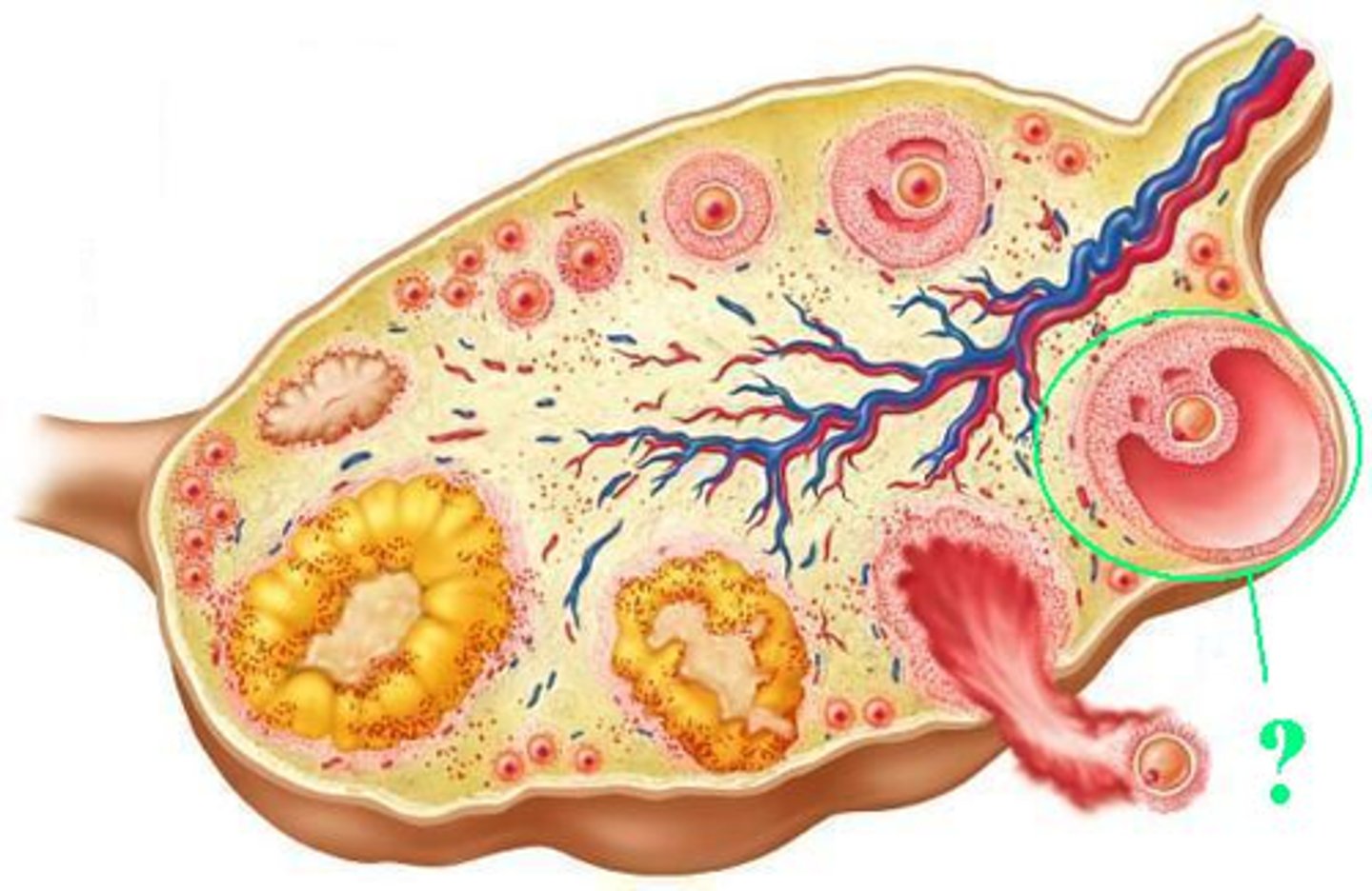 <p>antral follicle</p><p>OR</p><p>vesicular follicle</p><p>OR</p><p>Graafian follicle</p>