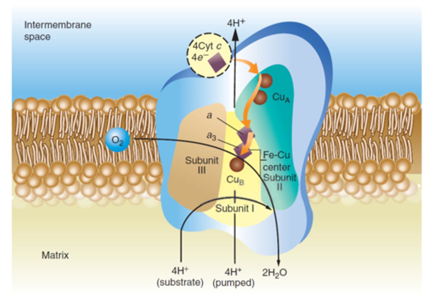 <p>contain prostatic groups &amp; subunits: </p><p>1. Cu(a) &amp; Cu(B) - Cupper ions.</p><p>2. Cyt C(a) &amp; Cyt C(a3)</p><p>this complex catalyze:</p><p>* catalyze the electrons reduction of O₂ to H₂O.</p><p>(to form H₂O, 4H⁺ from matrix are used)</p><p>* 1 H⁺ (for 1 Cyt C) ion are shuttled through complex 4, so overall 4H⁺ whill be shuttle.</p><p>* note - overall complex IV use 8H⁺ from matrix, 4 for forming H₂O and 4 are shuttled to intermembran space. </p><p>* e⁻ pass from:</p><p>Cyt C -&gt; Cu(a) -&gt; Cyt C(a) -&gt; Cyt C(a3) -&gt; Cu(B) -(Finally to)-&gt;O₂</p><p>regulation!!!!!</p><p>there is ATP-binding regulatory sites on Cyt C &amp; complex IV.</p><p>↑[ATP] =&gt; decrease in electron transport activity.</p>
