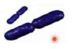 <p>Rod shaped bacteria that occur in pairs</p>