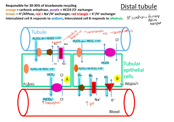 <p>Proximal tubule: 70-80% of HCO3 recycling – HCO3 reabsorption – secondary active transport Distal tubule: 20-30% of HCO3 recycling – H+ secretion Respiratory alkalosis– low PCO2 causes high pH which causes low HCO3 reabsorption and low H + secretion – causing compensation</p><ul><li><p>Respiratory acidosis – high PCO2 causes low PH and compensate by high HCO3 reabsorbing and high H+ secretion</p></li><li><p>Metabolic acidosis – if H+ high and HCO3 low causes kidney to compensate by increasing H+ secretion and increasing HCO3 absorption</p></li><li><p>Metabolic alkalosis – if H+ low and HCO3 high causes kidney to compensate by decreasing H+ secretion and decreasing HCO3 reabsorption</p></li></ul>