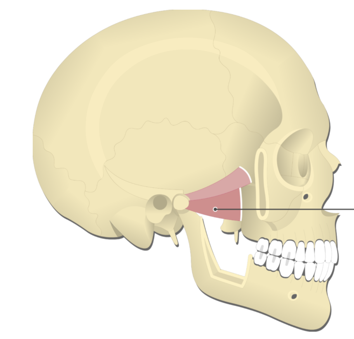 <p></p><p>origin: pterygoid process</p><p>insertion: ramus of mandible</p><p>action: opens jaw</p>