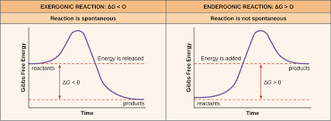 <p>energy that is releases and can be used (Gibbs)</p><ul><li><p>when energy is used, it is changed (called delta (triangle sign) G)</p></li><li><p>delta G can be positive or negative depending on whether the reaction releases energy  (neg.) or requires energy input (positive)</p></li></ul>