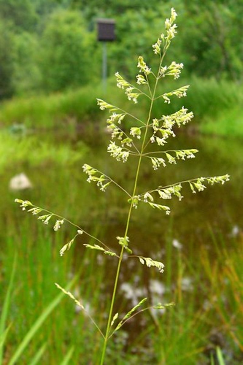 <p>Poa pratensis</p>