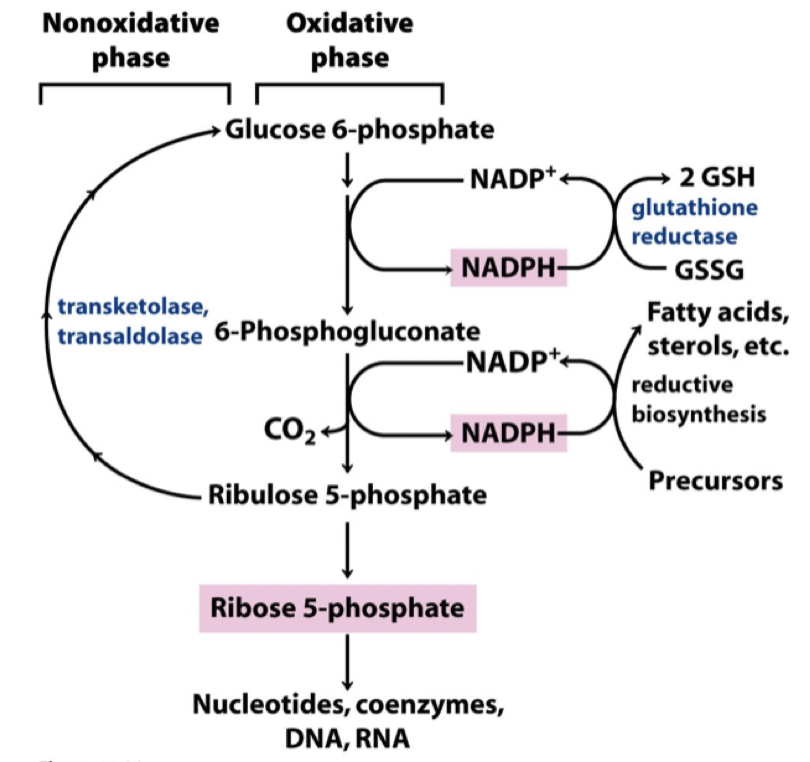 <p>Det är en alternativ väg för <strong>glukos-6-fosfat</strong> vilket genererar <strong>ribos-5-fosfat</strong>. Reaktionen består av en oxidativ väg och en icke-oxidativ fas. Behövs för att bilda nukelotider, DNA och RNA.</p><p>Här kommer <strong>NADP+</strong> att reduceras till <strong>NADPH</strong> som kan användas till exempel fettsyrasyntes. </p>