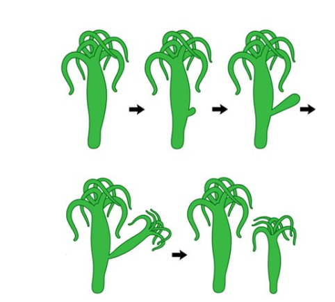 <p>budding occurs when an outgrowth, or bud, on the parent body develops enough to survive on its own and then detaches as a separate organism </p><p>eg jellyfish, coral, yeast, hydra, and worms&nbsp;</p>