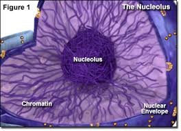 <p>visible dark spot in the middle of nucleus where the ribosomes are made.</p>