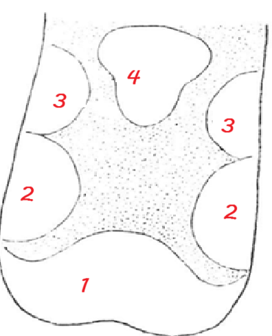 <p>Lingual Taste Sensations:</p><ol><li><p>Tip</p></li><li><p>Sides (Towards Tip)</p></li><li><p>Sides (Towards Back)</p></li><li><p>Back</p></li></ol><p>`</p>