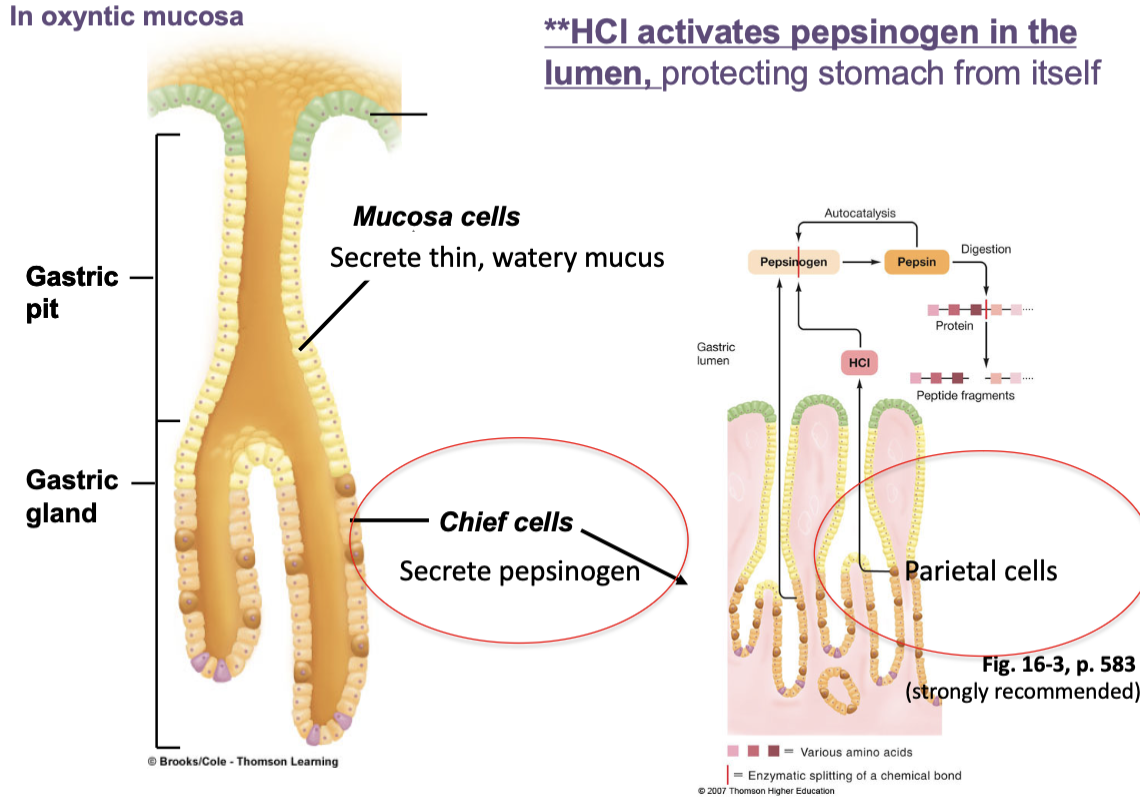 <p>activates pepsinogen in the lumen, protecting stomach from itself</p>