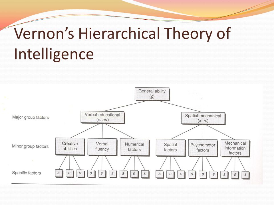 intelligence can be organized into hierarchy
top: general ability
major group factors (broad ability)
minor group factors (narrow ability)