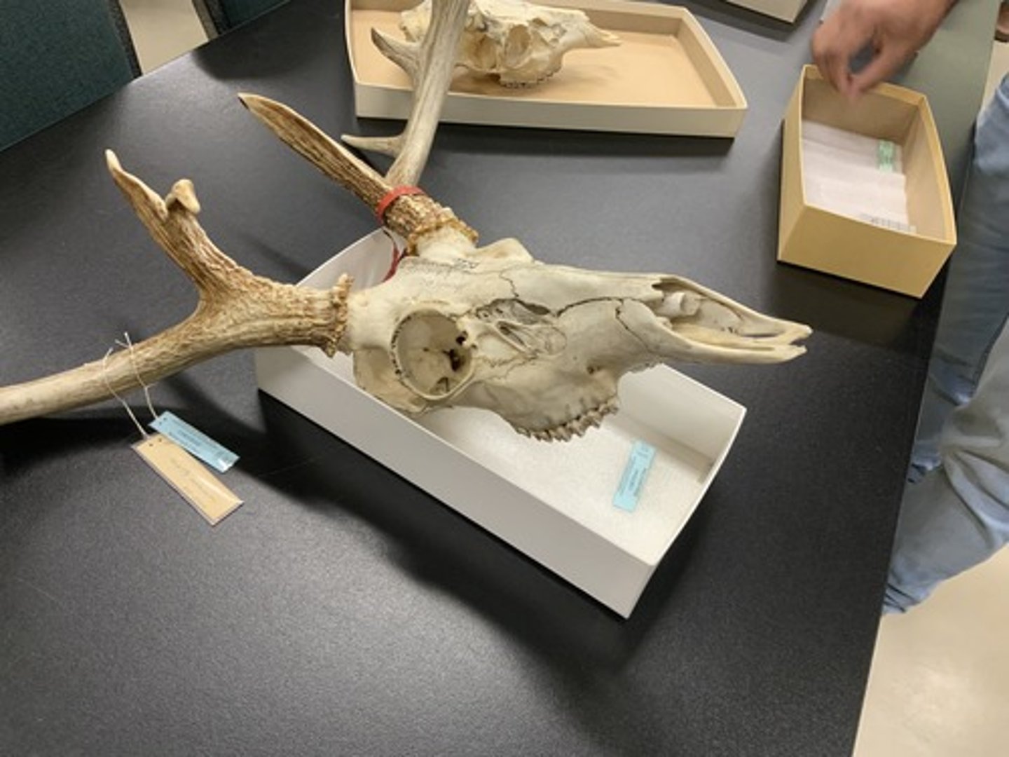 <p>Family, Order, Infraclass, Subclass</p><p>-lachrimal foramen, lachrimal depression</p><p>-antlers (sometimes)</p><p>-postorbital bar</p><p>-selenodont teeth</p>