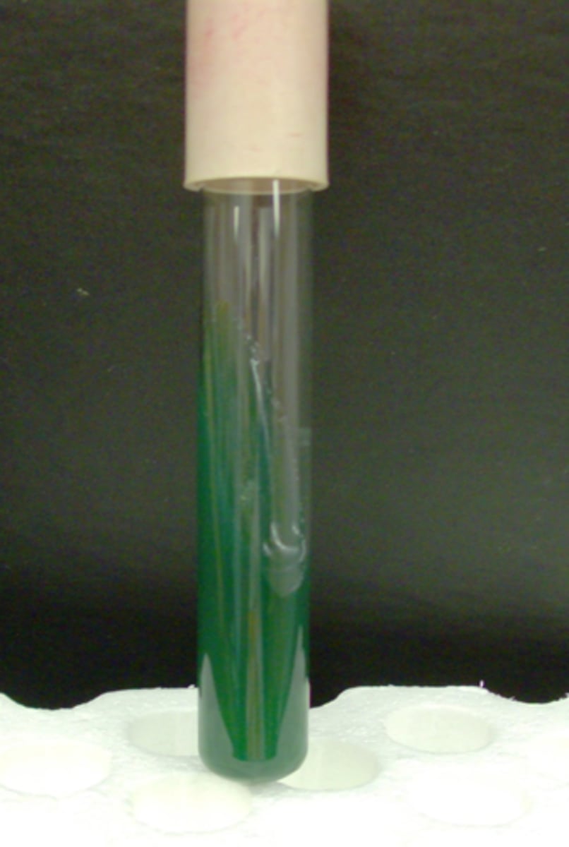 <p>remains green</p>