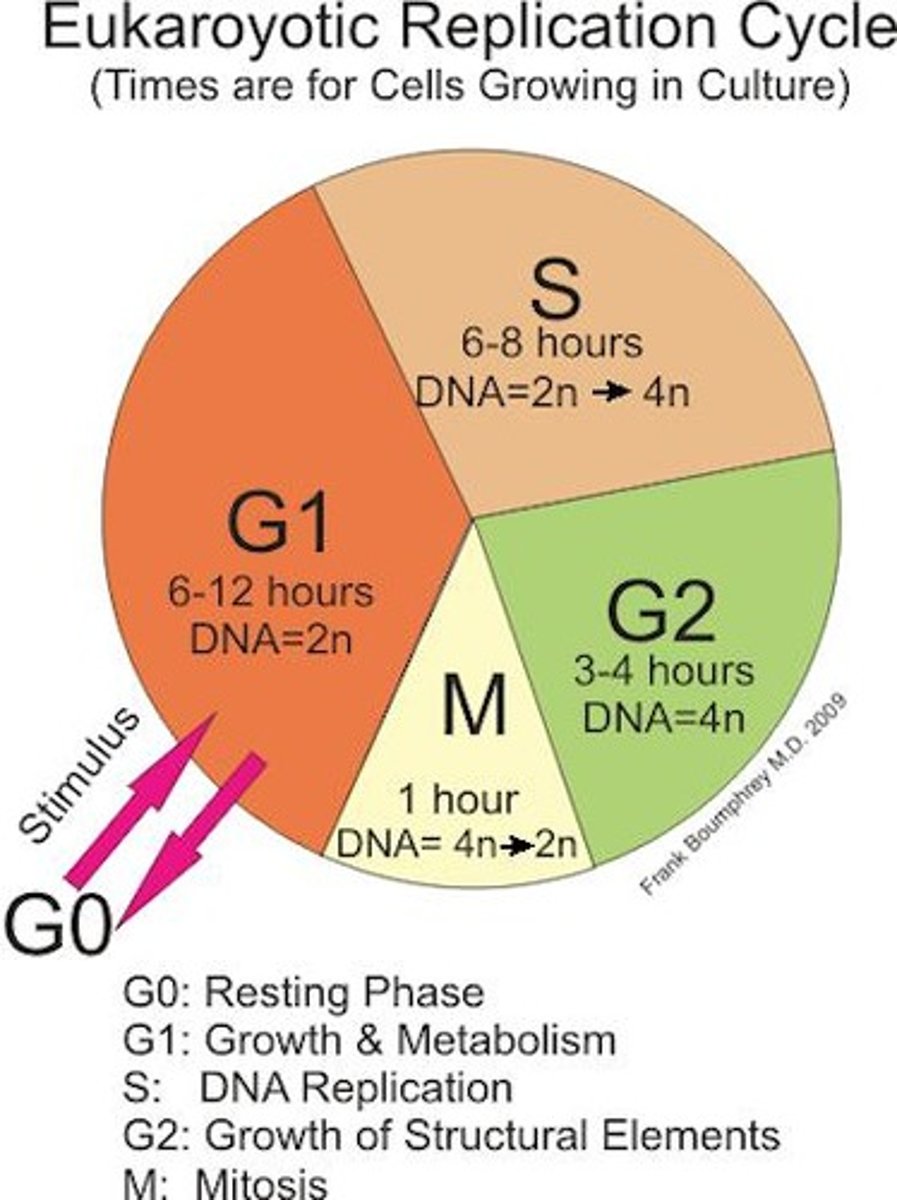 <p>DNA replication method producing one old and one new strand.</p>