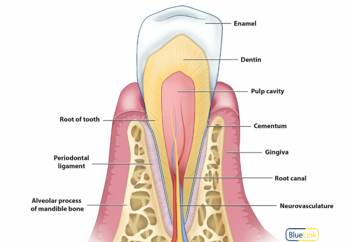 <p>Peg and socket joint where tooth and bone are joined by <strong><u>periodontal ligaments (PDL)</u></strong> and allow for some movement</p>
