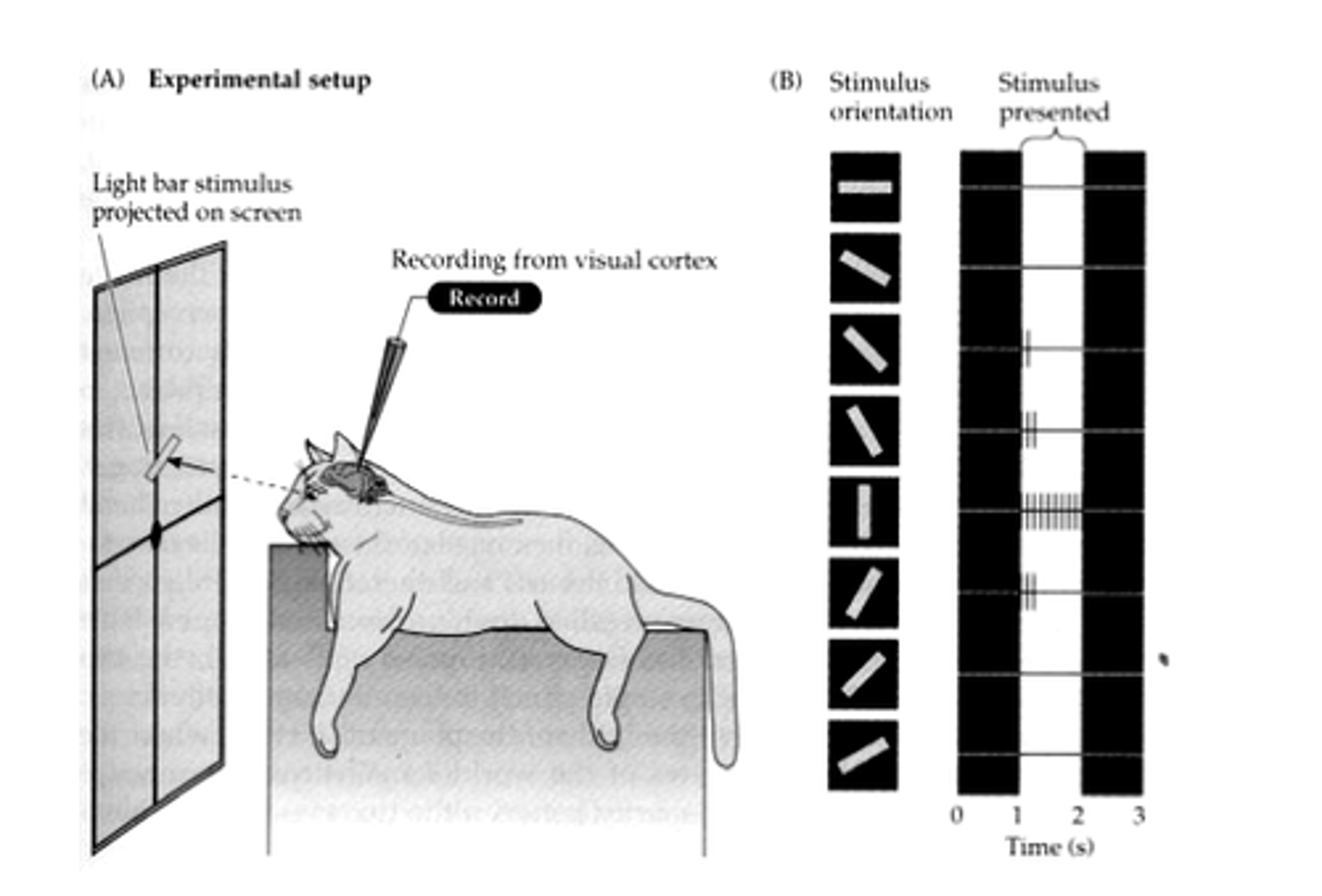 <p>Nobel-prize-winning researchers who discovered "feature detectors" within the brain</p>