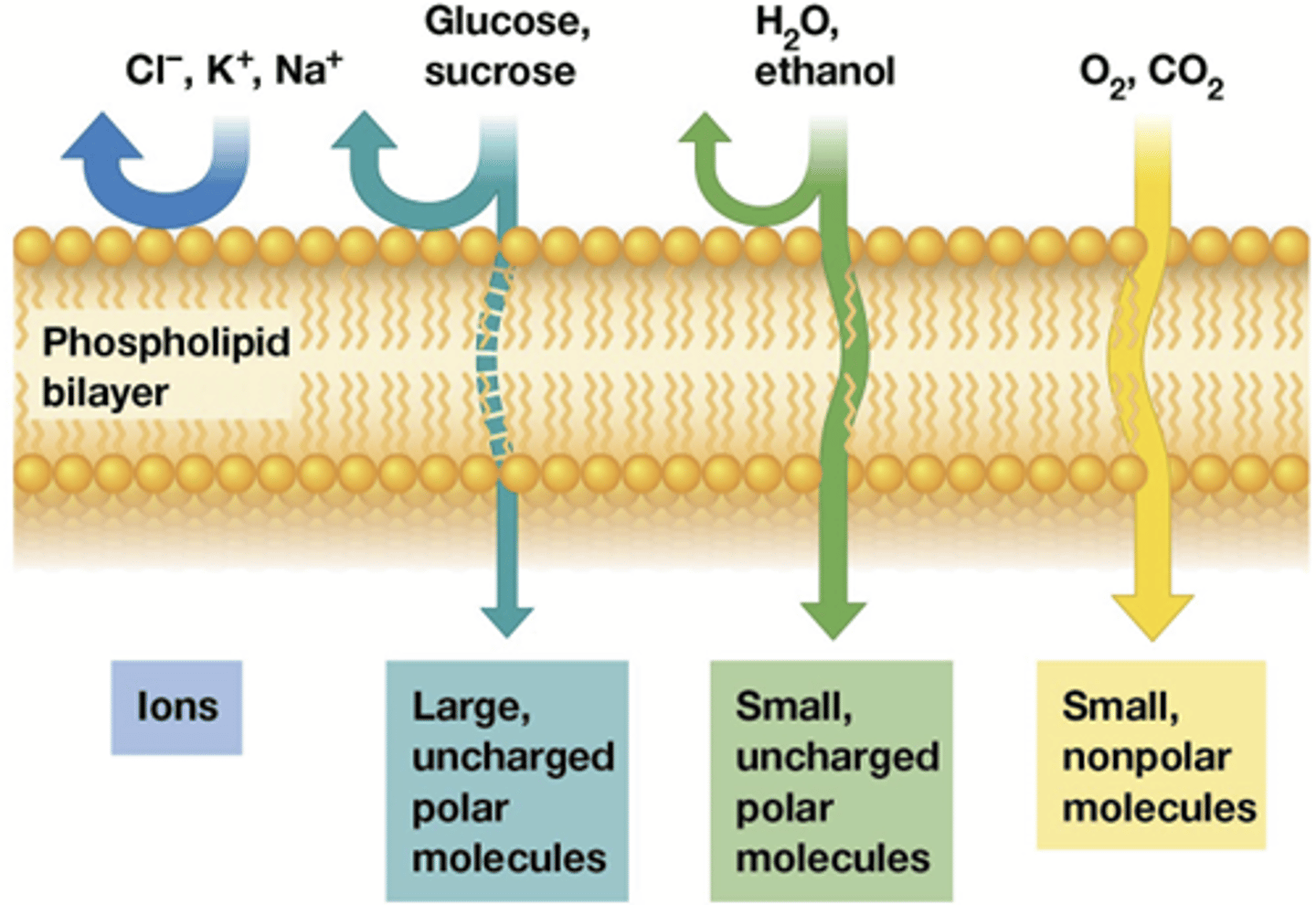 <p>enkel kleine apolaire moleculen!</p><p>-geladen (ionen geraken er nooit door) < ongeladen</p><p>-groot < klein (Mr < 100)</p><p>-vaak transporteiwitten nodig voor geladen ionen</p><p>Als de protonen erdoor zouden kunnen zou er geen gradient kunnen ontstaan en zou celademhaling niet werken</p>