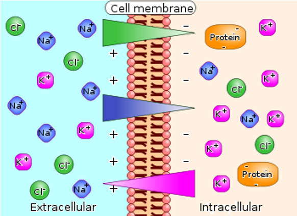 <ul><li><p><span style="font-family: Arial">A membrane potential is established by an imbalance of charges and ion concentrations across a membrane; more net + outside and more net - inside</span></p></li><li><p><span style="font-family: Arial">It is energetically-favorable for an ion to move down its concentration gradient, but unfavorable for it to increase net negative charge inside cell.</span></p></li></ul><table style="min-width: 100px"><colgroup><col><col><col><col></colgroup><tbody><tr><td colspan="1" rowspan="1" style="padding: 0.75pt; color: windowtext;  font-weight: 400; font-style: normal; text-decoration: none; font-family: Arial; vertical-align: middle; border: 1pt solid black; height: 23.09pt; width: 145pt;"><p><span style="font-family: Arial"><strong>Ion</strong></span></p></td><td colspan="1" rowspan="1" style="padding: 0.75pt; color: windowtext;  font-weight: 400; font-style: normal; text-decoration: none; font-family: Arial; vertical-align: middle; border: 1pt solid black; text-align: center; width: 186pt;"><p style="text-align: center"><span style="font-family: Arial"><strong>Extracellular (mM)</strong></span></p></td><td colspan="1" rowspan="1" style="padding: 0.75pt; color: windowtext;  font-weight: 400; font-style: normal; text-decoration: none; font-family: Arial; vertical-align: middle; border: 1pt solid black; text-align: center; width: 174pt;"><p style="text-align: center"><span style="font-family: Arial"><strong>Intracellular (mM)</strong></span></p></td><td colspan="1" rowspan="1" style="padding: 0.75pt; color: windowtext;  font-weight: 400; font-style: normal; text-decoration: none; font-family: Arial; vertical-align: middle; border: 1pt solid black; text-align: center; width: 167pt;"><p style="text-align: center"><span style="font-family: Arial"><strong>channels</strong></span></p></td></tr><tr><td colspan="1" rowspan="1" style="padding: 0.75pt; color: windowtext;  font-weight: 400; font-style: normal; text-decoration: none; font-family: Arial; vertical-align: middle; border: 1pt solid black; height: 23.09pt; width: 145pt;"><p><span style="font-family: Arial">Na<sup>+</sup></span></p></td><td colspan="1" rowspan="1" style="padding: 0.75pt; color: windowtext;  font-weight: 400; font-style: normal; text-decoration: none; font-family: Arial; vertical-align: middle; border: 1pt solid black; text-align: center; width: 186pt;"><p style="text-align: center"><span style="font-family: Arial">140</span></p></td><td colspan="1" rowspan="1" style="padding: 0.75pt; color: windowtext;  font-weight: 400; font-style: normal; text-decoration: none; font-family: Arial; vertical-align: middle; border: 1pt solid black; text-align: center; width: 174pt;"><p style="text-align: center"><span style="font-family: Arial">10</span></p></td><td colspan="1" rowspan="1" style="padding: 0.75pt; color: windowtext;  font-weight: 400; font-style: normal; text-decoration: none; font-family: Arial; vertical-align: middle; border: 1pt solid black; text-align: center; width: 167pt;"><p style="text-align: center"><span style="font-family: Arial">depolarize</span></p></td></tr><tr><td colspan="1" rowspan="1" style="padding: 0.75pt; color: windowtext;  font-weight: 400; font-style: normal; text-decoration: none; font-family: Arial; vertical-align: middle; border: 1pt solid black; height: 23.09pt; width: 145pt;"><p><span style="font-family: Arial">Cl<sup>-</sup></span></p></td><td colspan="1" rowspan="1" style="padding: 0.75pt; color: windowtext;  font-weight: 400; font-style: normal; text-decoration: none; font-family: Arial; vertical-align: middle; border: 1pt solid black; text-align: center; width: 186pt;"><p style="text-align: center"><span style="font-family: Arial">100</span></p></td><td colspan="1" rowspan="1" style="padding: 0.75pt; color: windowtext;  font-weight: 400; font-style: normal; text-decoration: none; font-family: Arial; vertical-align: middle; border: 1pt solid black; text-align: center; width: 174pt;"><p style="text-align: center"><span style="font-family: Arial">4</span></p></td><td colspan="1" rowspan="1" style="padding: 0.75pt; color: windowtext;  font-weight: 400; font-style: normal; text-decoration: none; font-family: Arial; vertical-align: middle; border: 1pt solid black; text-align: center; width: 167pt;"><p style="text-align: center"><span style="font-family: Arial">hyperpolarize</span></p></td></tr><tr><td colspan="1" rowspan="1" style="padding: 0.75pt; color: windowtext;  font-weight: 400; font-style: normal; text-decoration: none; font-family: Arial; vertical-align: middle; border: 1pt solid black; height: 23.09pt; width: 145pt;"><p><span style="font-family: Arial">K<sup>+</sup></span></p></td><td colspan="1" rowspan="1" style="padding: 0.75pt; color: windowtext;  font-weight: 400; font-style: normal; text-decoration: none; font-family: Arial; vertical-align: middle; border: 1pt solid black; text-align: center; width: 186pt;"><p style="text-align: center"><span style="font-family: Arial">5</span></p></td><td colspan="1" rowspan="1" style="padding: 0.75pt; color: windowtext;  font-weight: 400; font-style: normal; text-decoration: none; font-family: Arial; vertical-align: middle; border: 1pt solid black; text-align: center; width: 174pt;"><p style="text-align: center"><span style="font-family: Arial">140</span></p></td><td colspan="1" rowspan="1" style="padding: 0.75pt; color: windowtext;  font-weight: 400; font-style: normal; text-decoration: none; font-family: Arial; vertical-align: middle; border: 1pt solid black; text-align: center; width: 167pt;"><p style="text-align: center"><span style="font-family: Arial">hyperpolarize</span></p></td></tr><tr><td colspan="1" rowspan="1" style="padding: 0.75pt; color: windowtext;  font-weight: 400; font-style: normal; text-decoration: none; font-family: Arial; vertical-align: middle; border: 1pt solid black; height: 22.11pt; width: 145pt;"><p><span style="font-family: Arial">(macro. anions)</span></p></td><td colspan="1" rowspan="1" style="padding: 0.75pt; color: windowtext;  font-weight: 400; font-style: normal; text-decoration: none; font-family: Arial; vertical-align: middle; border: 1pt solid black; text-align: center; width: 186pt;"><p style="text-align: center"><span style="font-family: Arial">0</span></p></td><td colspan="1" rowspan="1" style="padding: 0.75pt; color: windowtext;  font-weight: 400; font-style: normal; text-decoration: none; font-family: Arial; vertical-align: middle; border: 1pt solid black; text-align: center; width: 174pt;"><p style="text-align: center"><span style="font-family: Arial">65</span></p></td><td colspan="1" rowspan="1" style="padding: 0.75pt; color: windowtext;  font-weight: 400; font-style: normal; text-decoration: none; font-family: Arial; vertical-align: middle; border: 1pt solid black; text-align: center; width: 167pt;"><p style="text-align: center"><span style="font-family: Arial">N/A</span></p></td></tr></tbody></table><p>When channels open, ions will move across a membrane down their concentration gradient</p><ul><li><p>↓ net negative charge inside → depolarizes</p></li><li><p>↑ net negative charge inside → hyperpolarizes</p></li></ul><p></p>