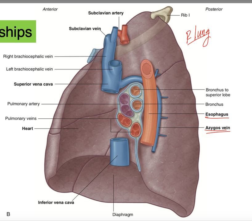 <p>see indentation from the superior vena cava, the esophagus, and the inferior vena cava </p>